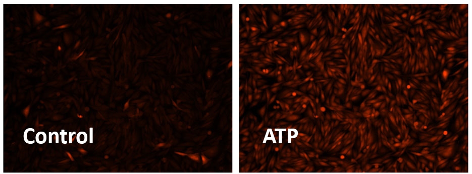 control and ATP