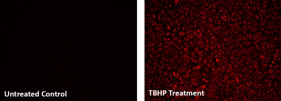 untreated control;TBHP treatment