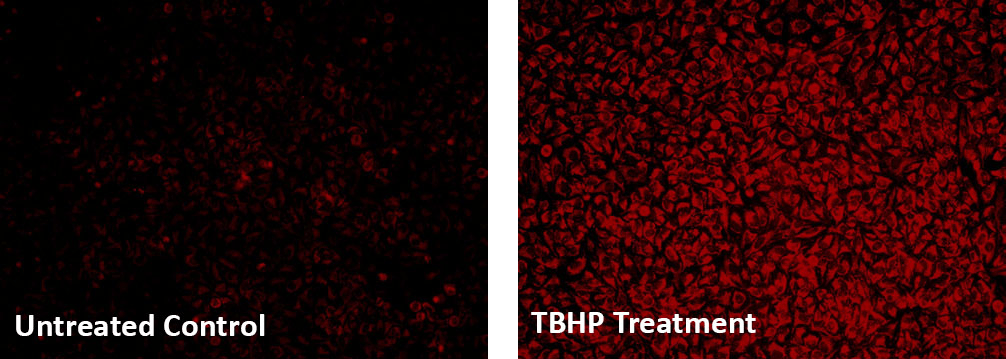 untreated control;TBHP treatment