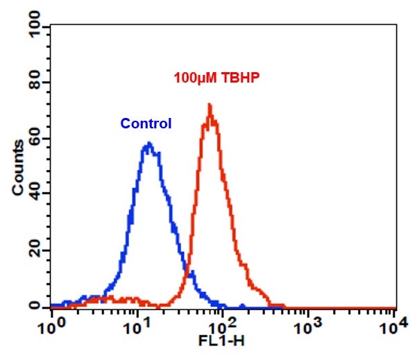 Detection of intracellular ROS in Jurkat cells
