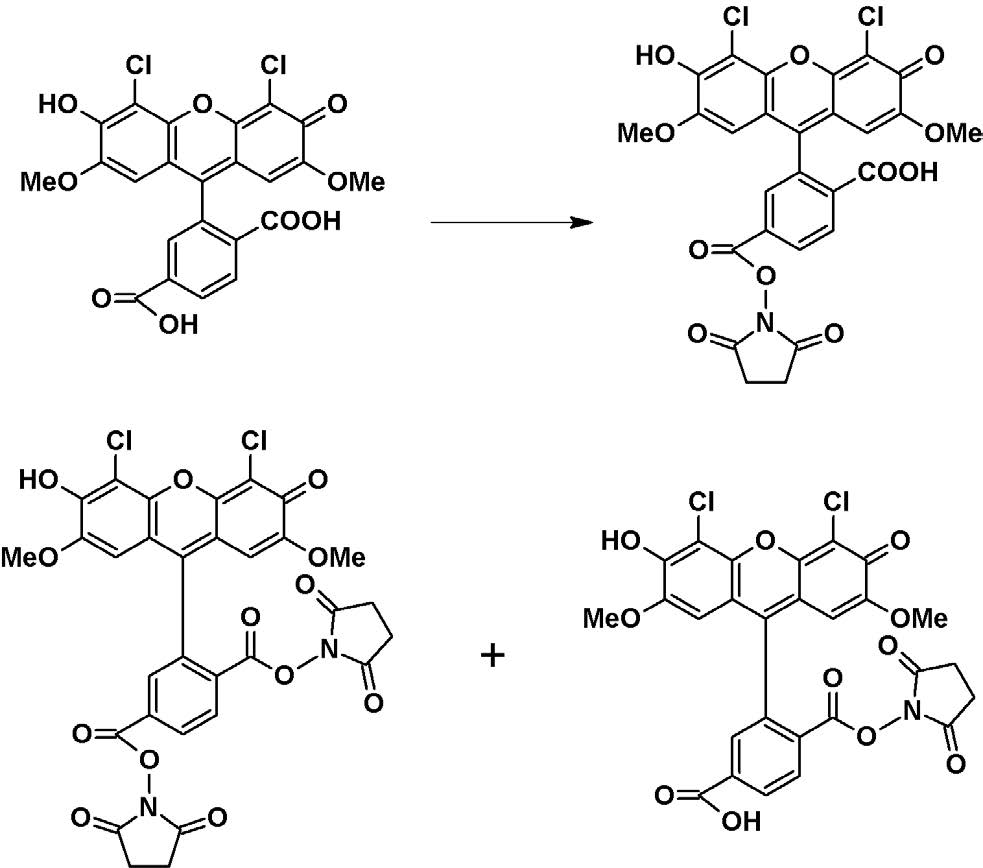 reactions of 6-JOE, SE with amino-modified oligonucleotides