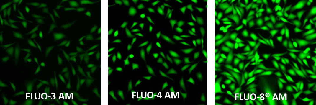 fluo-3 am;fluo-4 am;fluo-8 am