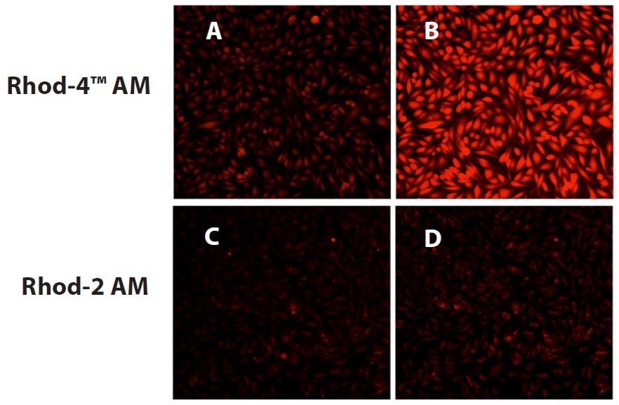 ATP-stimulated calcium responses of endogenous P2Y receptors were measured in CHO-K1 cells with Rhod-4™ AM and Rhod-2 AM