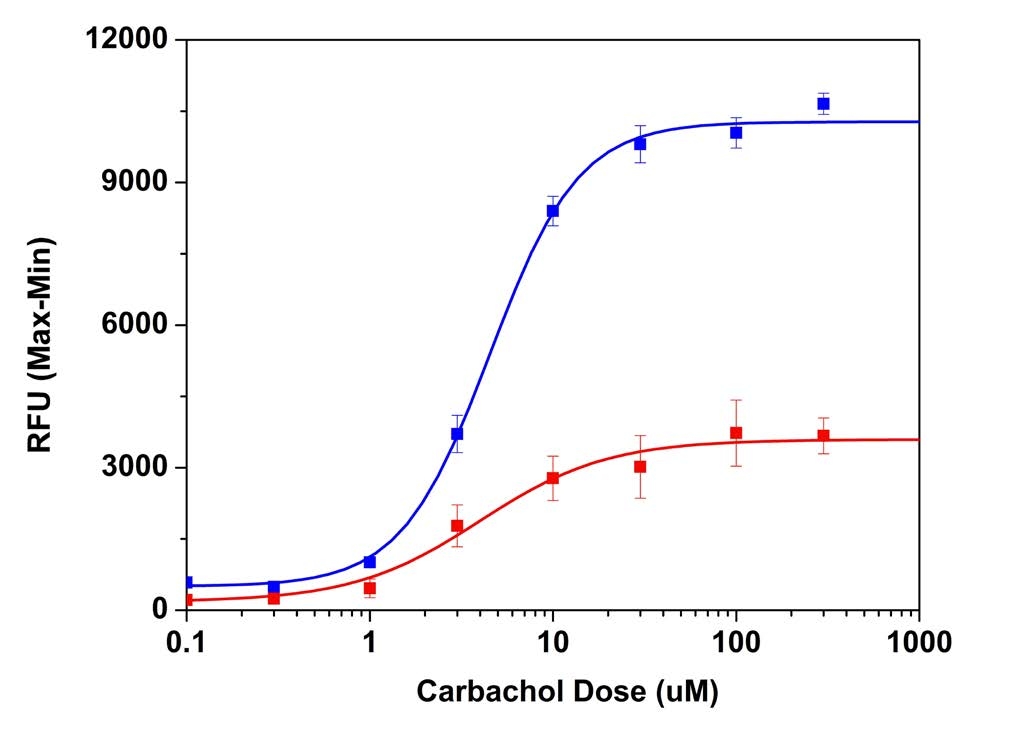 Carbachol dose responses were measured in HEK-293 cells with Screen Quest™ Fluo-8® No Wash Calcium Assay Kit (blue curve, Cat# 36315) and Fluo-4 No Wash Calcium Assay Kit (red curve). HEK-293 cells were seeded overnight at 40,000 cells/100 µL/well in a Costar 96-well black wall/clear bottom 96-well plate. The cells were incubated with 100 µL of dye-loading solution using Screen Quest™ Fluo-8® No Wash Calcium Assay Kit or Fluo-4 No Wash Kit (according to the manufacturer's instructions) for 1 hour at room temperature. Carbachol (50 µL/well) was added by NOVOstar (BMG Labtech) to achieve the final indicated concentrations.