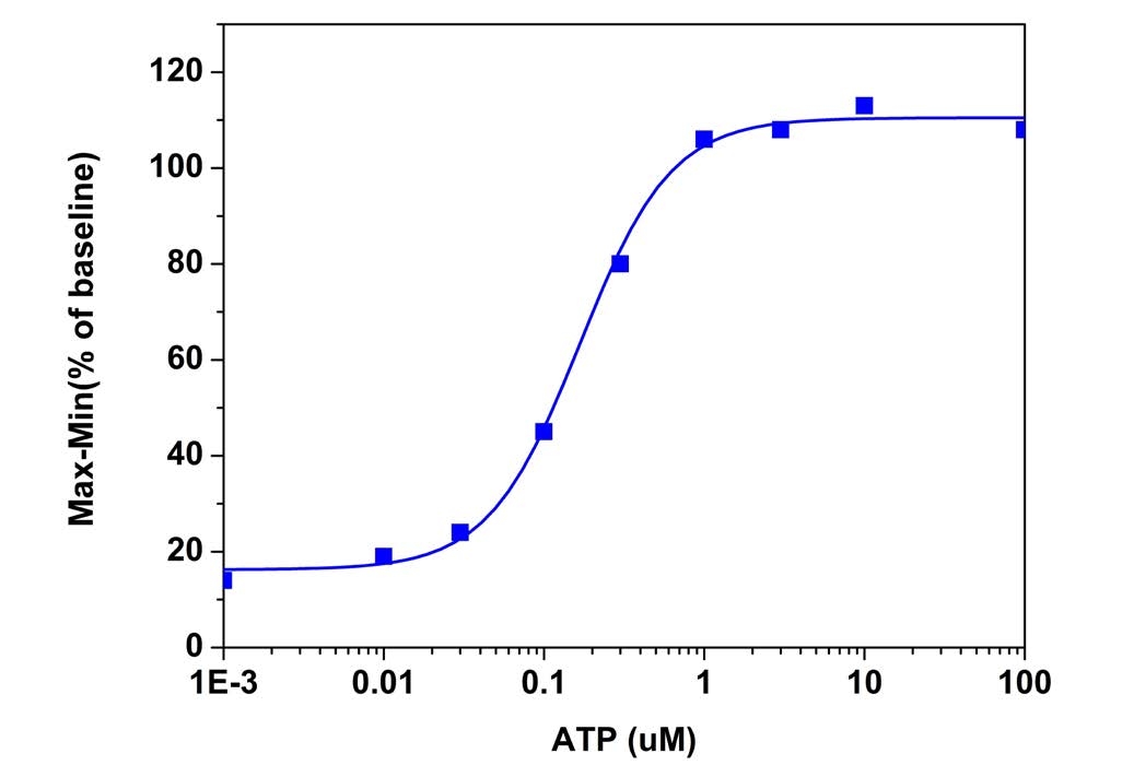 ATP dose responses were measured in CHO cells with Screen Quest™ Fura-2 No Wash Calcium Assay Kit (Cat# 36320). CHO-K1 cells were seeded overnight at 40,000 cells/100 µL/well in a Costar 96-well black wall/clear bottom plate. The cells were incubated with 100 µL of Screen Quest™ Fura-2 No Wash Calcium Assay Kit for 1 hour at room temperature. ATP (50 µL/well) was added by FlexStation® (Molecular Devices) to achieve the final indicated concentrations.