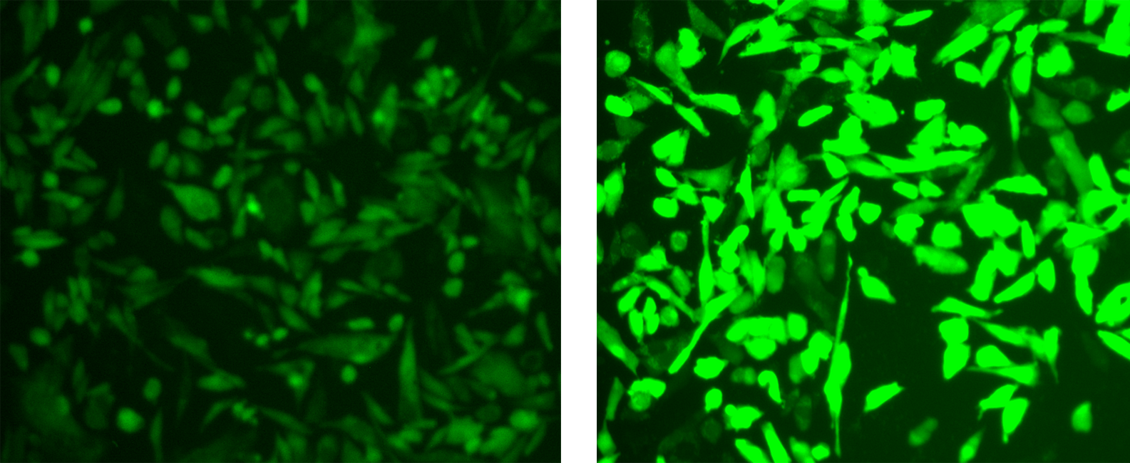 Control cells;Treated cells