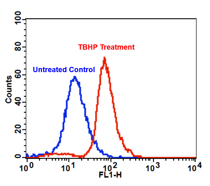 Detection of intracellular ROS in Jurkat cells upon TBHP treatment using Cell Meter™ Fluorimetric Intracellular Total ROS Activity Assay Kit