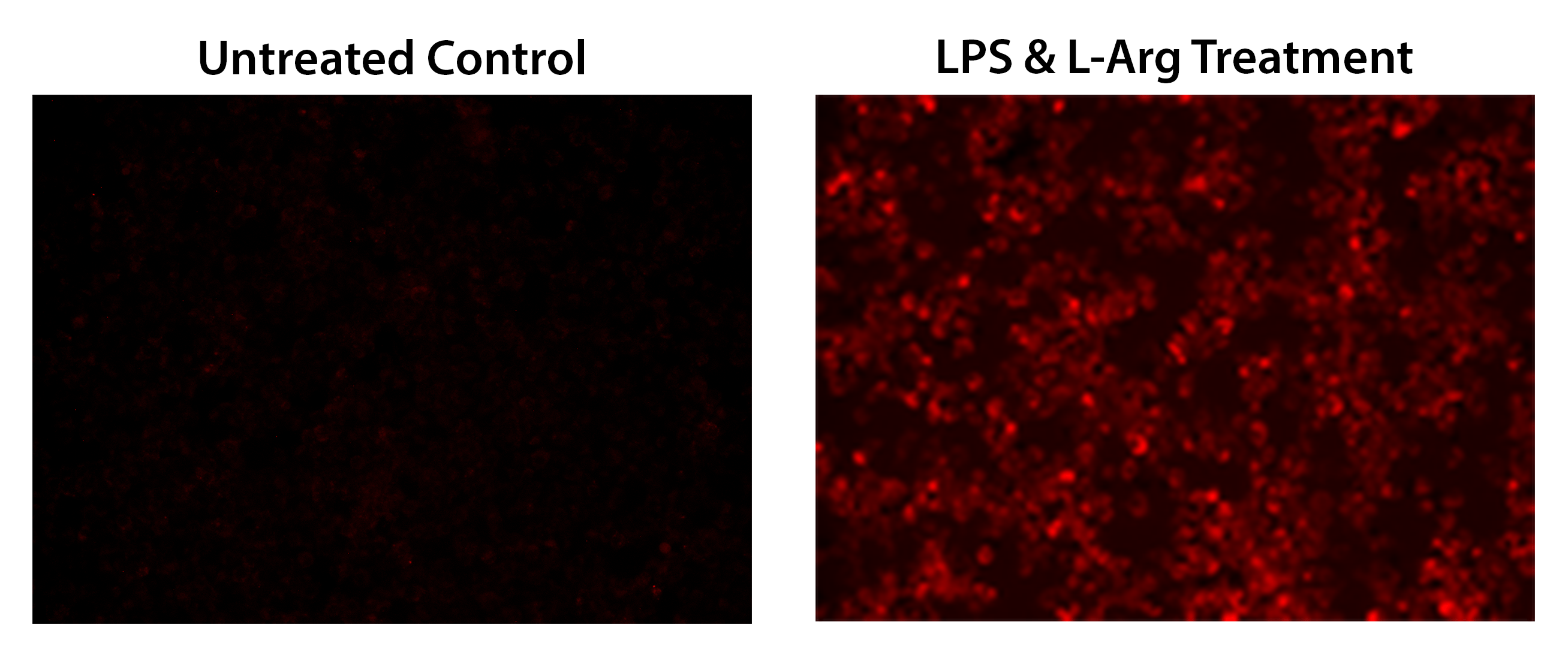 images of endogenous nitric oxide (NO) measurement in RAW 264.7 macrophage cells