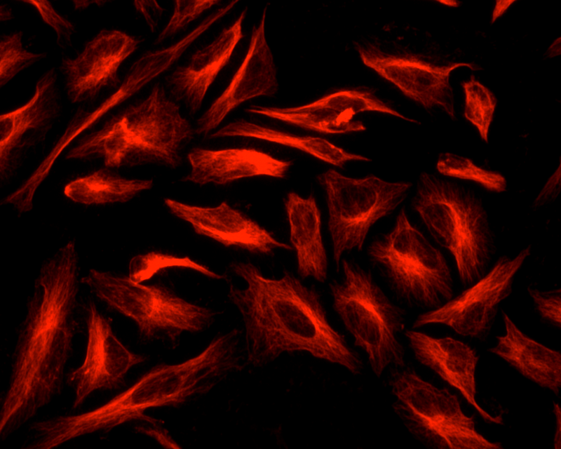 Tubulin was detected using mouse anti-α-tubulin antibody staining, followed with ReadiView™ Biotin-Goat Anti-Mouse IgG conjugate staining, and then visualized with red-fluorescent streptavidin-iFluor® 555