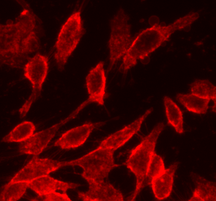 The fluorescence image of HeLa cells stained with Cell Navigator® Cell Plasma Membrane Staining Kit (Cat# 22680) in a 96-well black wall/clear bottom plate. The cells were imaged using a fluorescence microscope with a TRITC filter.