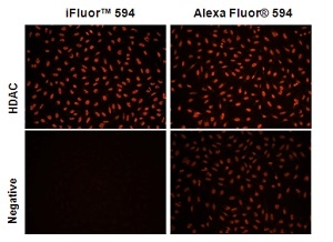 iFluor<sup>&reg;</sup> 594 gave much higher conjugation yield than Alexa Fluor<sup>&reg;</sup> 594