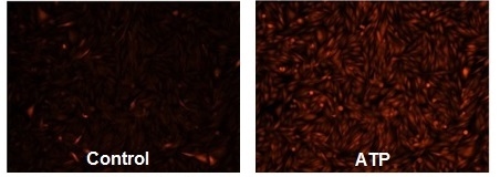 Responses of endogenous P2Y receptor to ATP in CHO-K1 cells