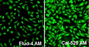 Responses of endogenous P2Y receptor to ATP in CHO-M1 cells with probenecid