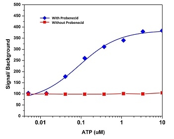 ATP-stimulated calcium response of endogenous P2Y receptor in CHO-K1 cells