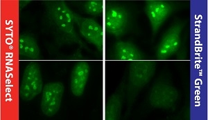 Fluorescence images of RNA staining taken in HeLa cells with SYTO® RNASelect (left) and StrandBrite™ RNA Green (right)
