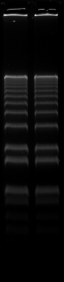 DNA molecular weight ladders