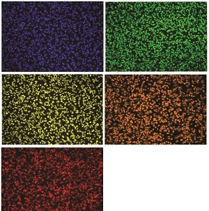 Images of HeLa cells stained with Nuclear LCS1 dye series