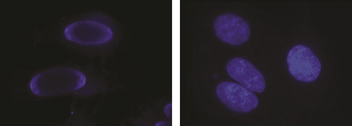 Nuclei stained with Hoechst 33342;Nuclei stained with DAPI