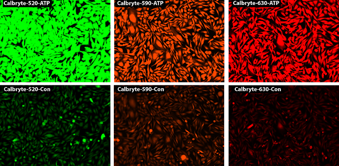 Response of endogenous P2Y receptor to ATP in CHO-K cells.
