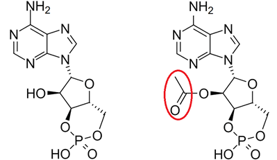 Unmodified cyclic AMP (left) compared to acetylated cyclic AMP (right). 