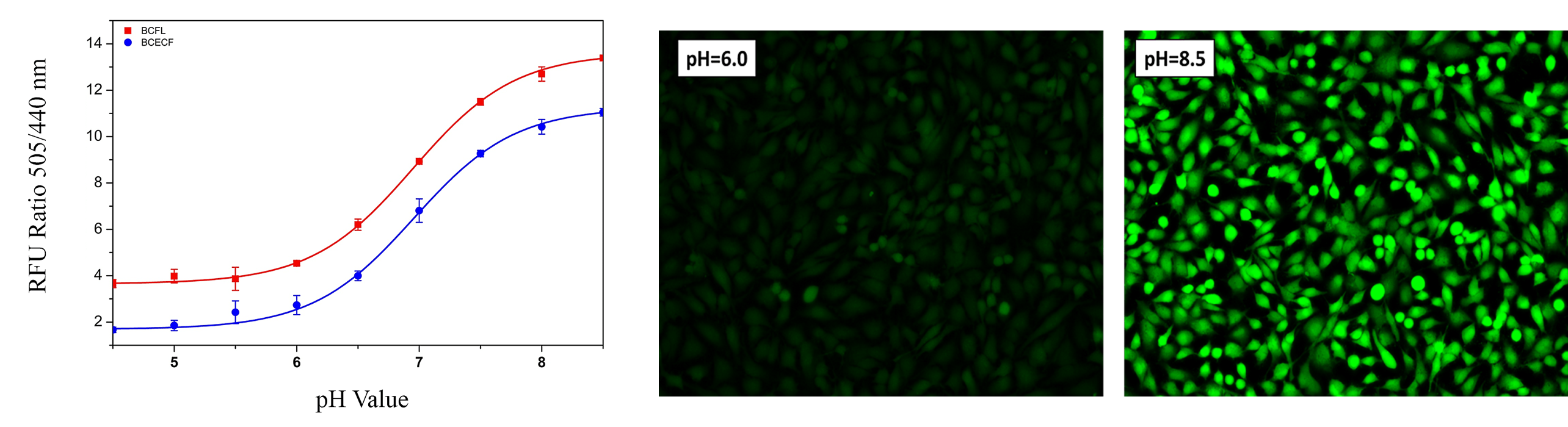 Standard Curve;HeLa cells labeled with BCFL, AM