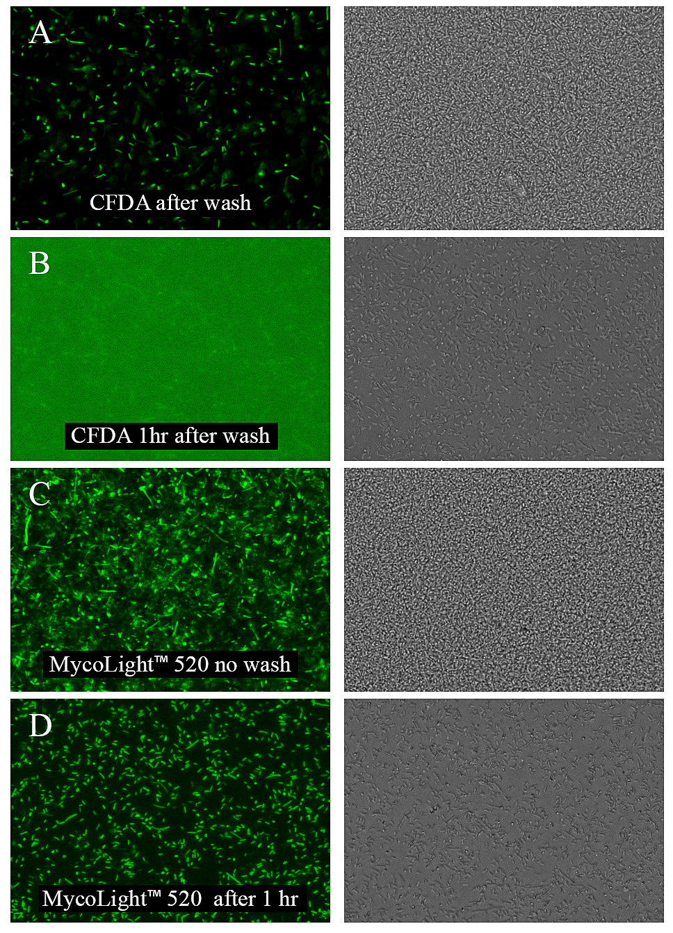 E. coli were cultured to late log phase.