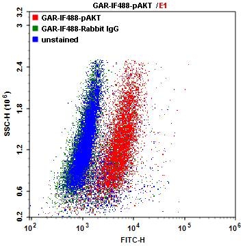 Single parameter dot plot of Jurkat cells. The Jurkat cells were labelled with p-AKT antibody followed by Goat Anti-Rabbit tagged with iF488 (5µg/mL) for intracellular staining. The labelled cells were analyzed by ACEA NovoCyte flow cytometer.