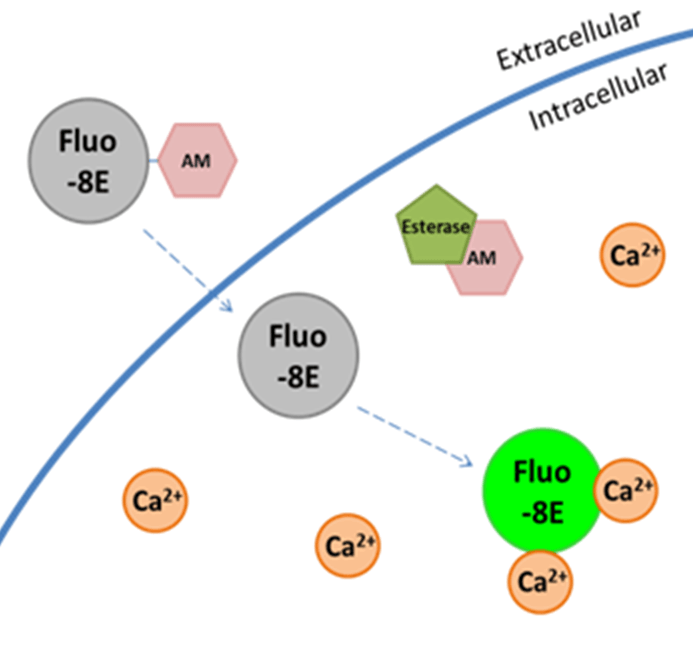 Fluo-8E&trade; AM Assay Principle