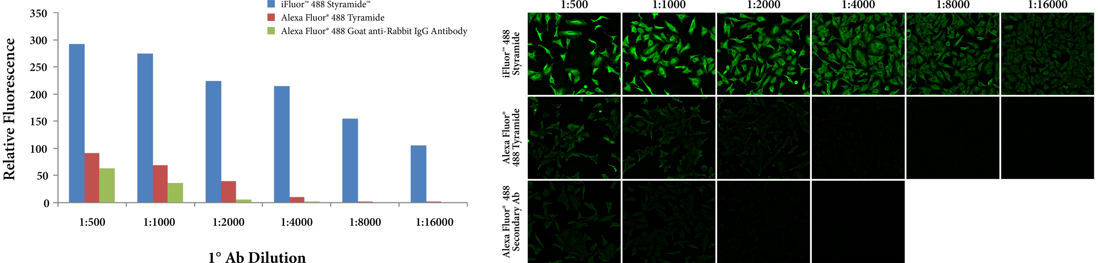PSA stability graph;PSA photostability in HeLa cells