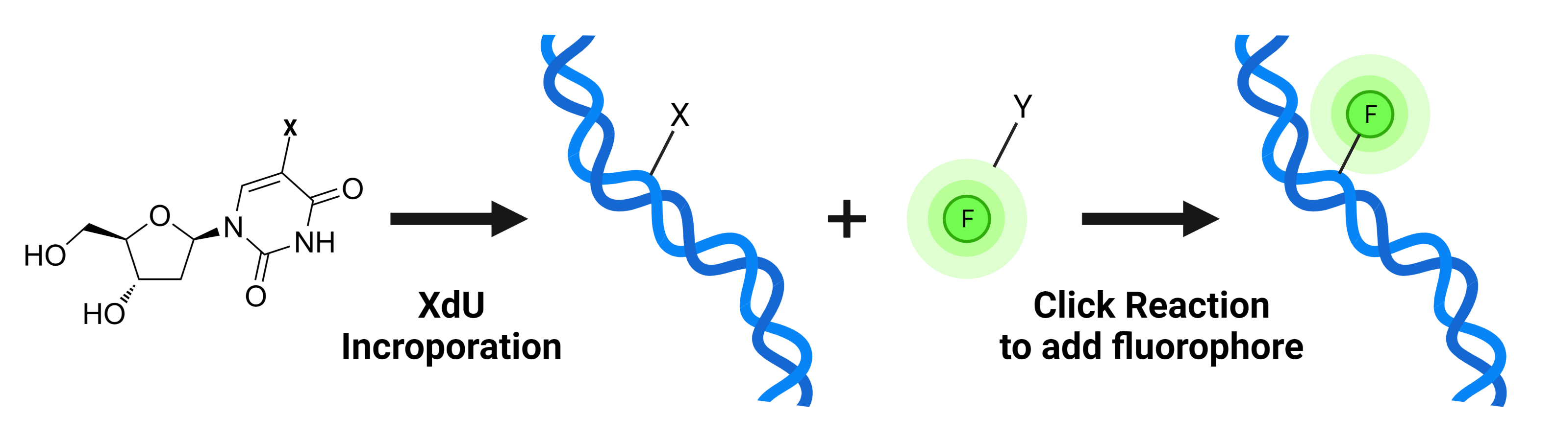 Bucculite&trade; XdU Cell Proliferation Assay Principle