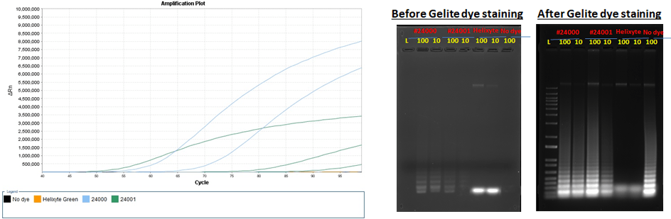 RT-PCR LAMP vs. BRCA primers;LAMP vs. BRCA primers