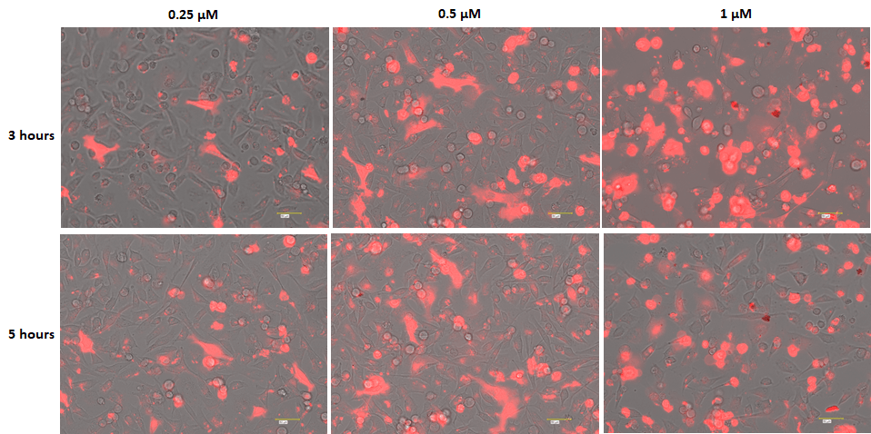 Gap junction assay DiD dye optimization;