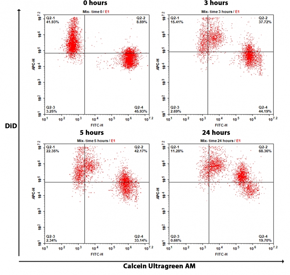 GAP junctions analyzed by flow cytometry