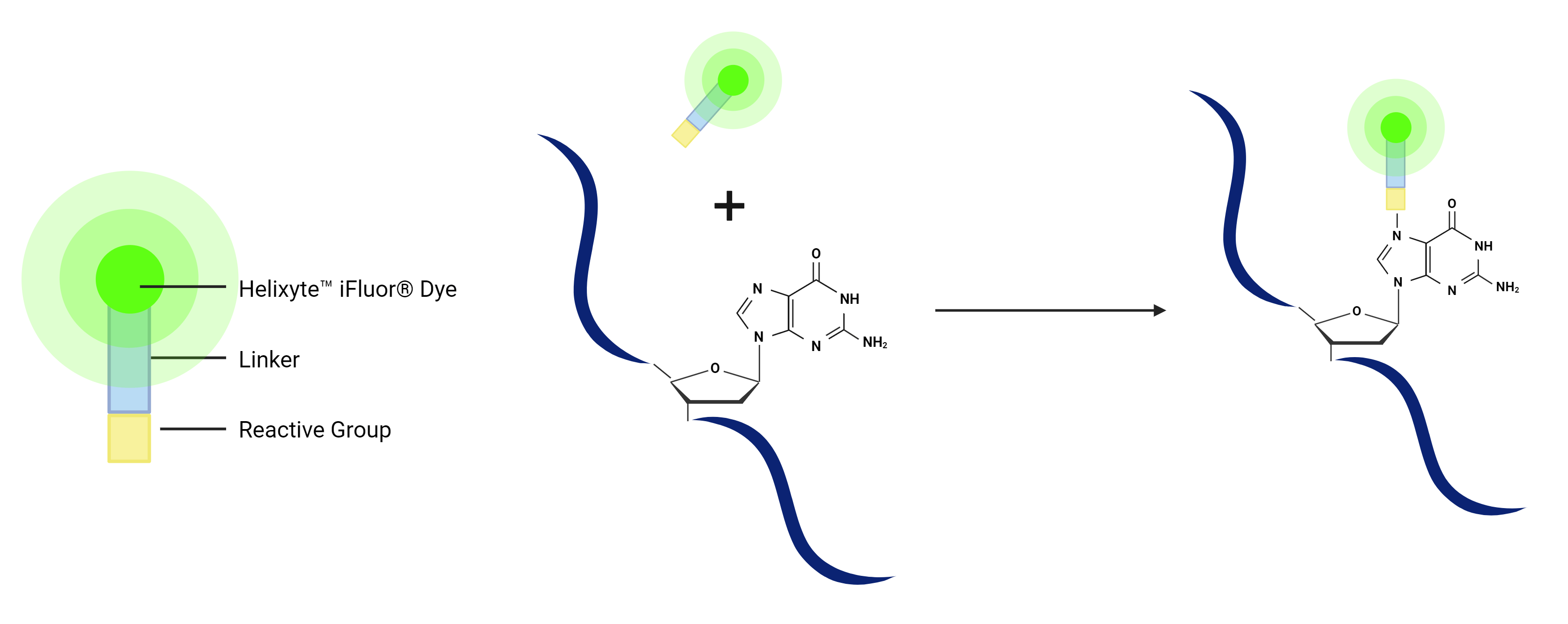 Helixyte Labeling Mechanism;
