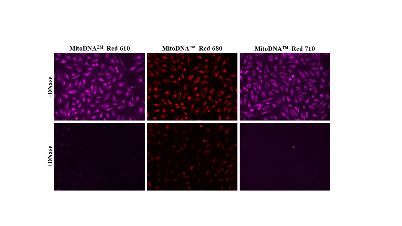 MitoDNA&trade; dyes;