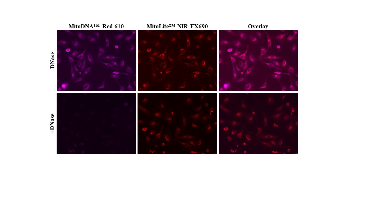 MitoDNA&trade; Red 610 and MitoLite&trade; NIR FX690;