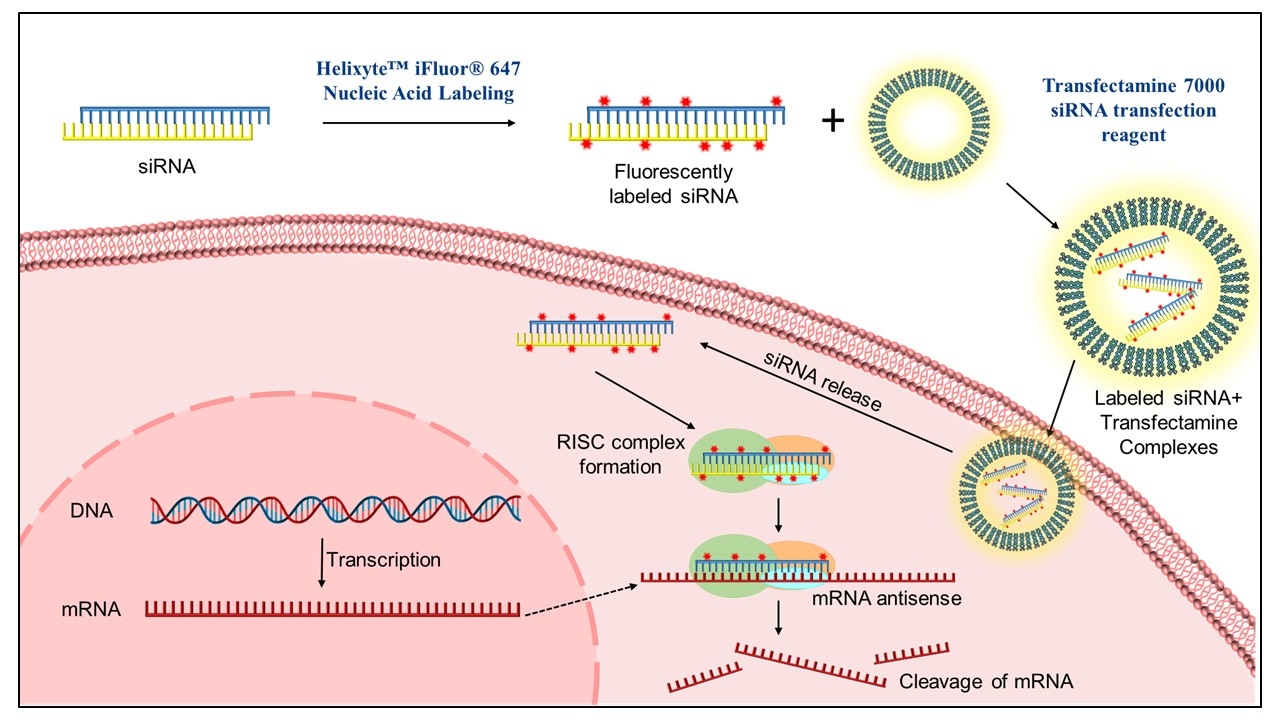Labeling of siRNA