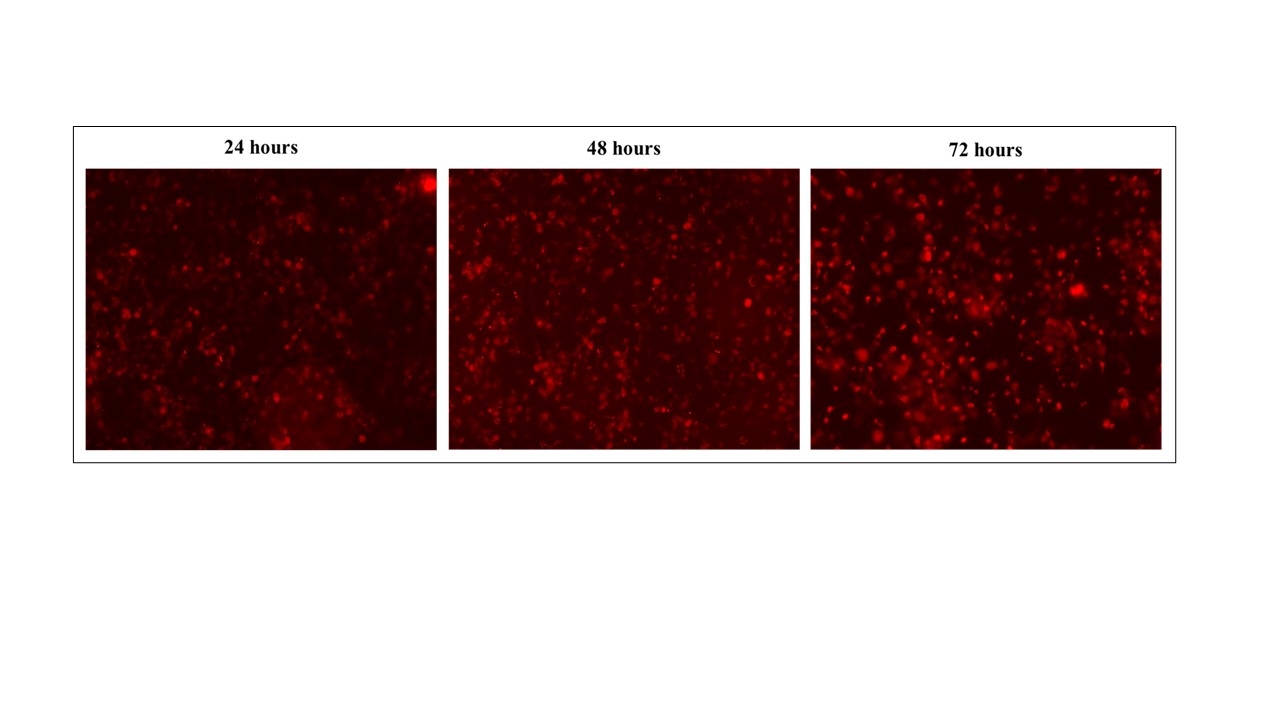 Cy5 labeled siRNA;