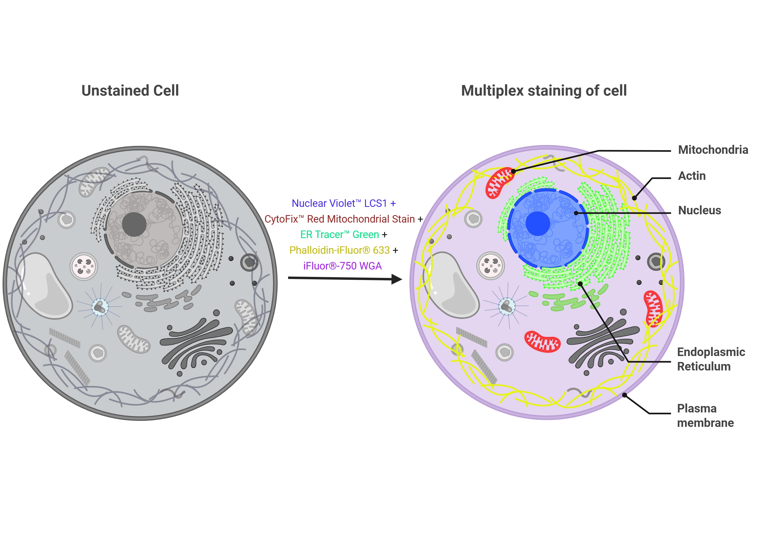 Schematic representation of multiplex fluorescent labeling of key organelles in HeLa cells.