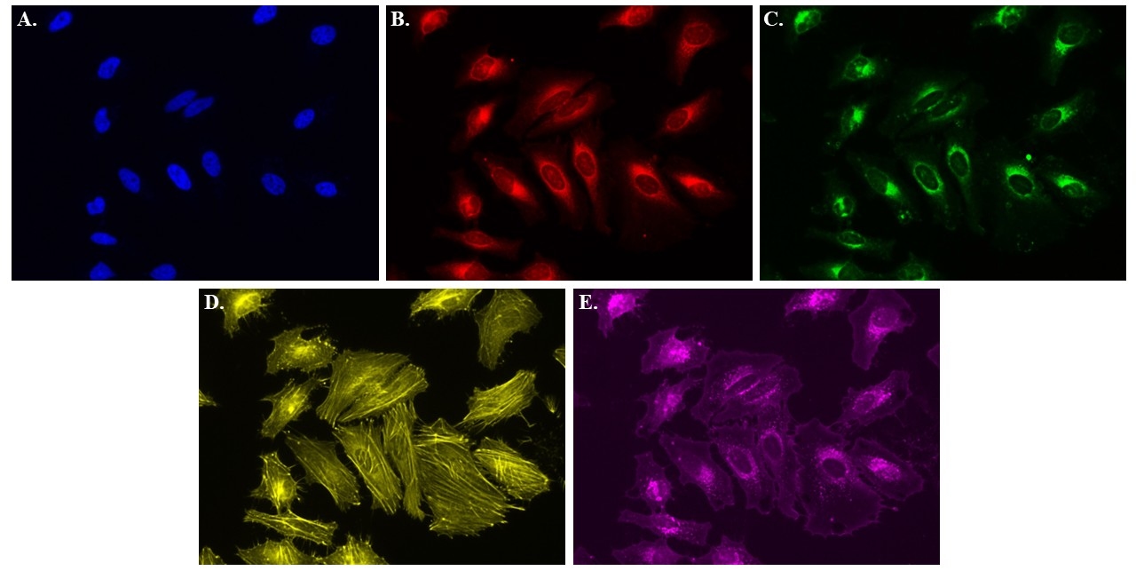 Fluorescent labeling of five major organelles in HeLa cells using spectrally distinct dyes.