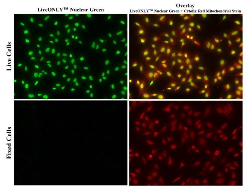 The fluorescence images of HeLa cells stained with LiveONLY™ Nuclear Green and Cytofix Red Mitochondrial Stain.