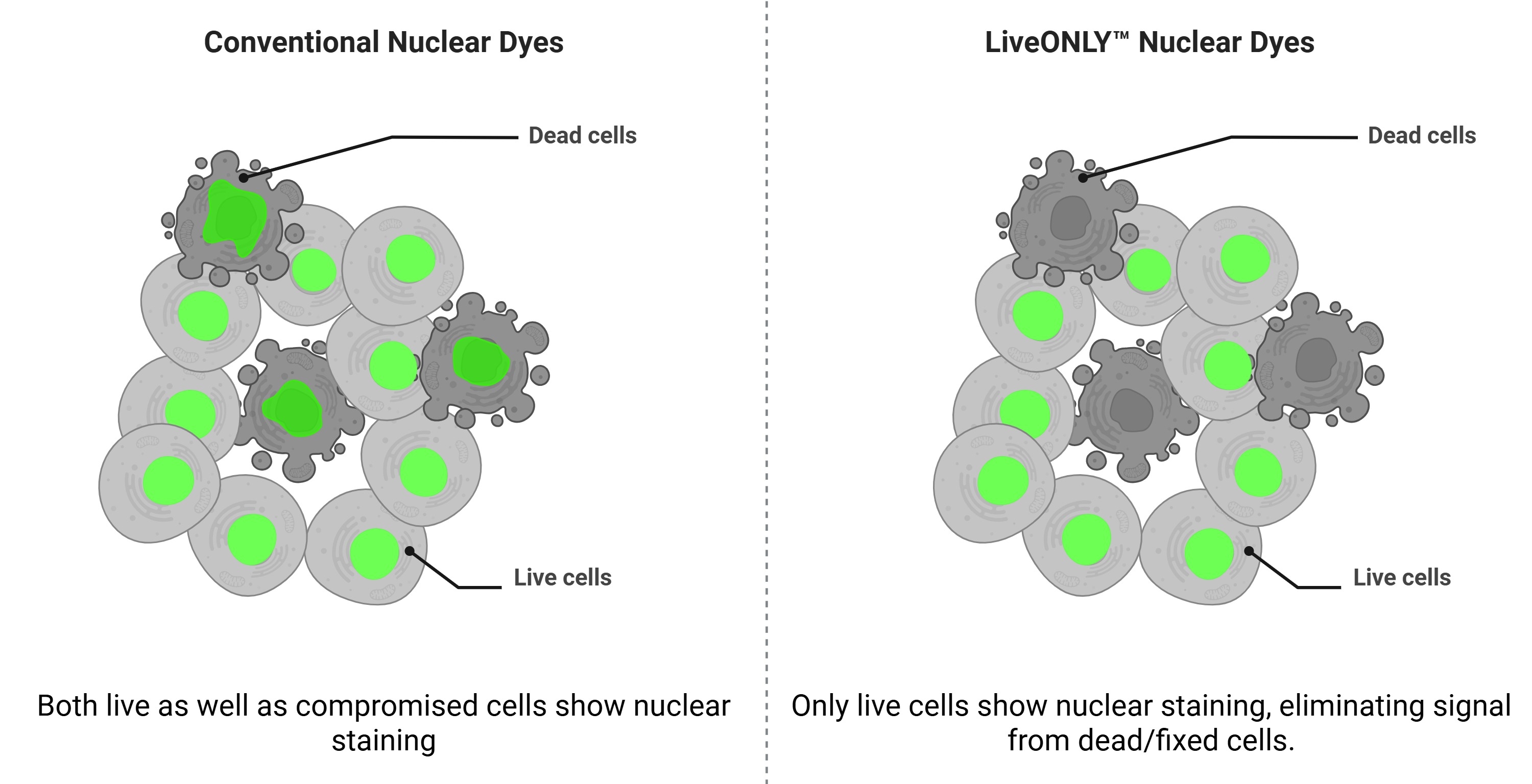 Schematic representation of selective nuclear labeling in live cells using LiveONLY™ Nuclear Green and Nuclear Red.