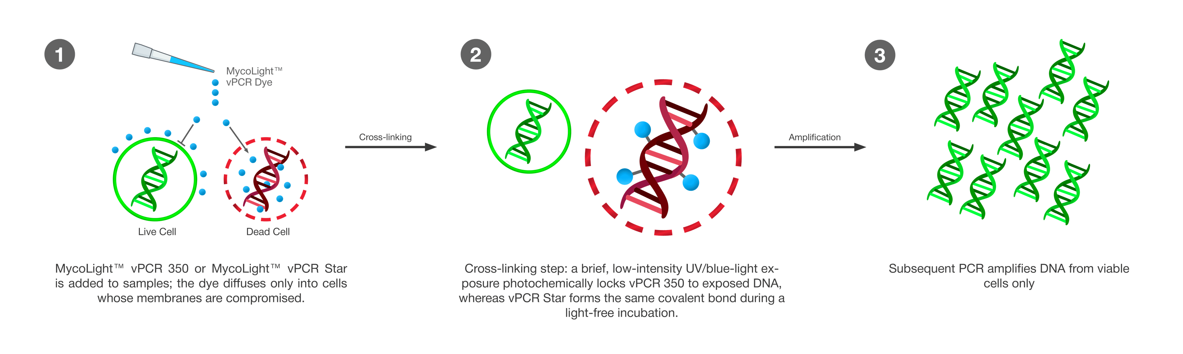 Workflow for MycoLight™ vPCR dyes.