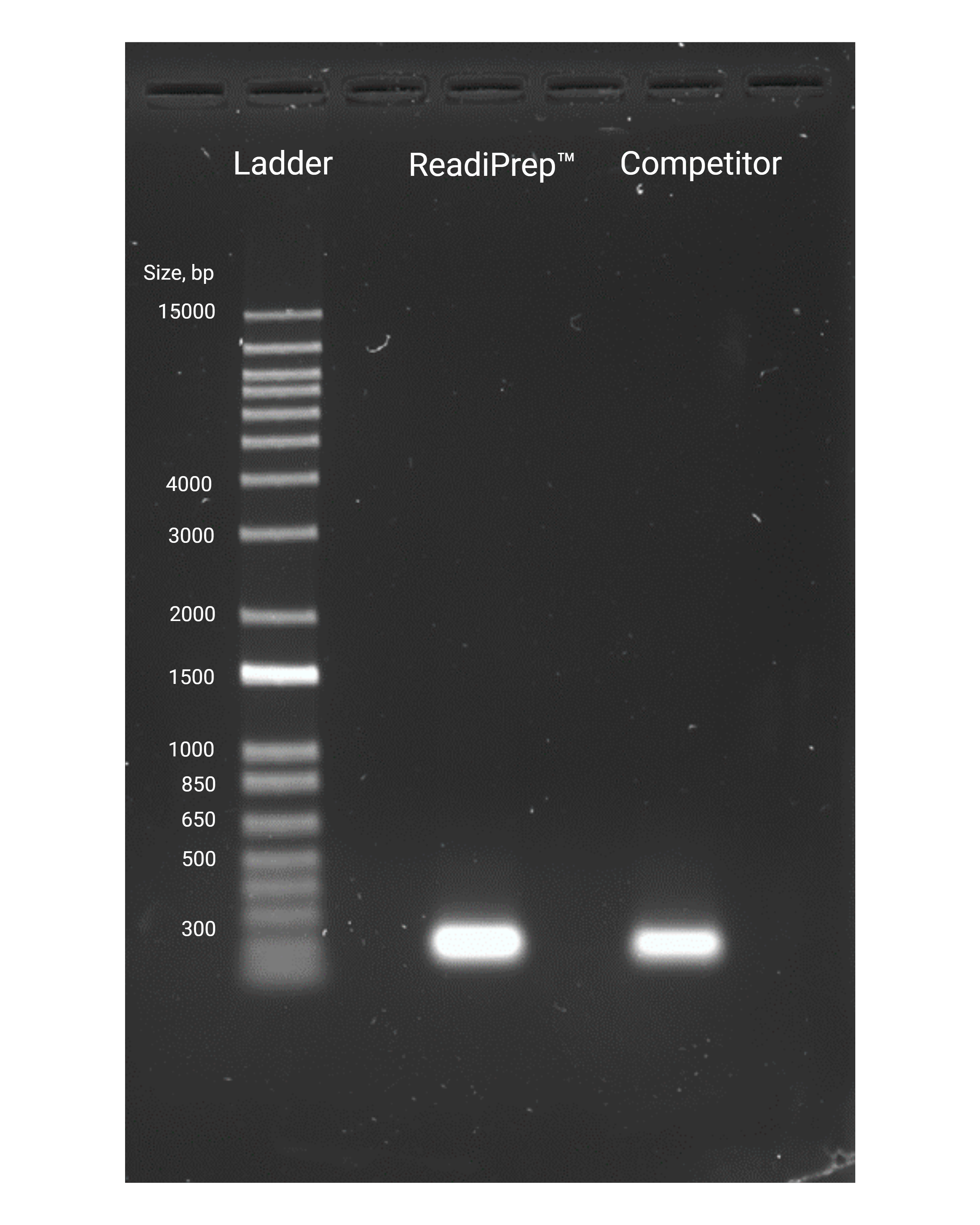 Comparison of 18sRNA PCR product purified with ReadiPrep™ PCR Purification Kit and a Competitor cleanup kit.