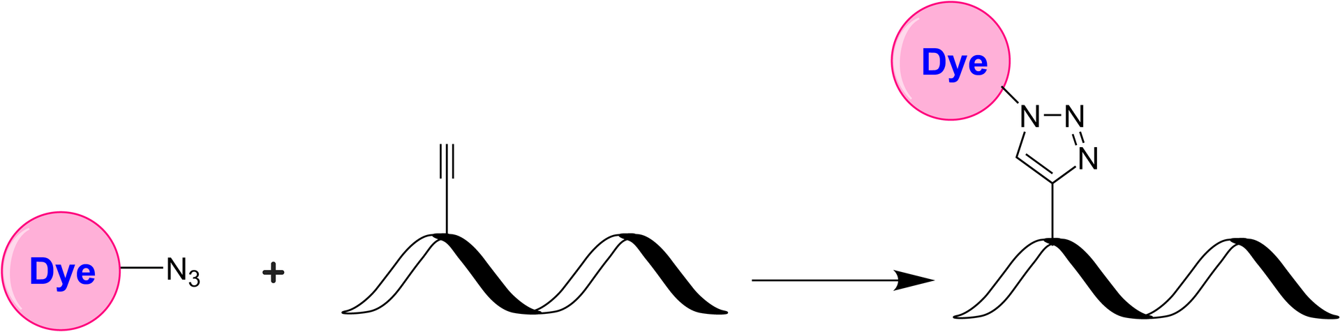 Schematic illustrating the azide–alkyne cycloaddition (“click chemistry”) between an azide‐functionalized dye and an alkyne‐presenting biomolecule. In the presence of a copper catalyst (CuAAC) or under strain‐promoted conditions (SPAAC), the azide and alkyne react to form a stable 1,2,3‐triazole linkage. This highly selective and robust reaction proceeds under mild conditions and tolerates a wide range of functional groups.