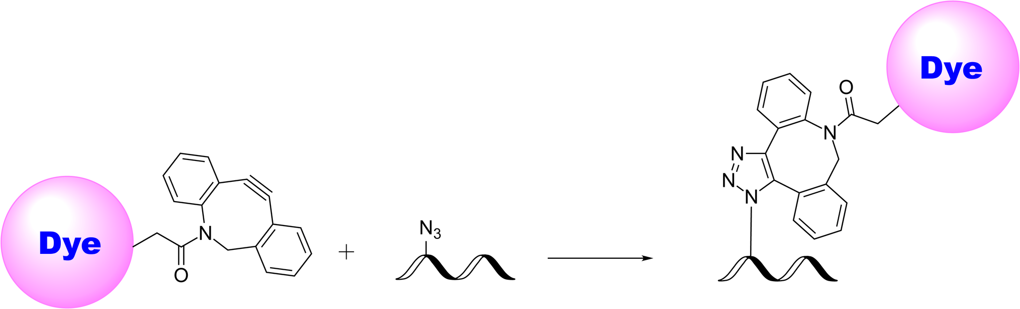 Schematic illustrating the strain‐promoted azide–alkyne cycloaddition (SPAAC) between a dibenzocyclooctyne (DBCO)–dye conjugate and an azide‐modified biomolecule. The DBCO’s ring strain drives the copper‐free reaction with the azide to form a stable 1,2,3-triazole linkage, avoiding potential toxicity of copper catalysts. This bioorthogonal labeling strategy proceeds efficiently under mild conditions, making it especially valuable for live‐cell imaging, in vivo studies, and other sensitive bioconjugation applications.