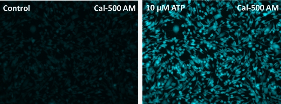 Response of endogenous P2Y receptor to ATP in CHO-K1 cells. CHO-K1 cells were seeded overnight at 40,000 cells per 100 µL per well in a 96-well black wall/clear bottom costar plate. 100 µL of Cal-500™ AM in HHBS with probenecid were added into the wells, and the cells were incubated at 37 °C for 60 min. The dye-loading medium was replaced with 200 µL HHBS. Images were taken before and after adding 50 µL of 10 µM ATP via a fluorescence microscope (Keyence) using 405 nm and 465 nm long pass filters.