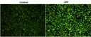 Response of endogenous P2Y receptor to ATP in CHO-K cells. CHO-K cells were seeded overnight at 40,000 cells per 100 &micro;L per well in a 96-well black wall/clear bottom costar plate. 100 &micro;l of 4 &micro;M Cal 520 &trade; AM in HHBS with 1 mM probenecid were added into the wells, and the cells were incubated at 37 &deg;C for 1 hour. The dye loading mediums were replaced with 100 &micro;l HHBS and 1 mM probenecid , then imaged with a fluorescence microscope (Olympus IX71) using FITC channel before and after adding 50 &micro;l of 300 &micro;M ATP .