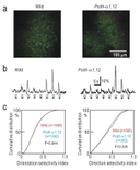 Selectivity of V1 neurons. A) Neurons stained with Cal-520 but not with SR-101 in the V1 of a wild-type mouse (left) and a Pcdh&alpha;1,12 mouse (right). The image was obtained using a two-photon microscope. B) Sample traces of neuronal calcium responses to moving grating patterns in eight directions (from -45&deg; to 270&deg; in 45&deg; steps) for 2 s in a wild-type mouse (left) and a Pcdh-&alpha;1,12 mouse (right). C) Cumulative distributions of the orientation selectivity index (OSI, left) and direction selectivity index (DSI, right) of neurons obtained from three wild-type mice and three Pcdh-&alpha;1,12 mice. The OSI was obtained from1698 and 1342 neurons, respectively. The DSI was obtained from 365 and 302 neurons with an OSI &gt; 0.45, respectively. There was no significant difference in the cumulative distribution of the OSI or DSI between wild-type and Pcdh&alpha;1,12 mice. Source: <strong>Molecular diversity of clustered protocadherin-&alpha; required for sensory integration and short-term memory in mice </strong>by Yamagishi et al., <em>Scientific Reports</em>, June 2018.