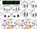 Loading induced chromatin condensation is regulated by calcium signaling. (A) Representative [Ca<sup>2+</sup>]<sub>i</sub> oscillations (red arrows) in MSCs as a function of time (bar&thinsp;=&thinsp;100&thinsp;&mu;m). Addition of ATP (B) or application of 30s DL (C) decreased the time between peeks and increased number of peaks observed in 10&thinsp;min (n&thinsp;=&thinsp;~15, *p&thinsp;&lt;&thinsp;0.05 vs. CM control (0% strain/0mM ATP, mean&thinsp;&plusmn;&thinsp;s.d.). (D,E) Pretreatment with BAPTA or KN62 blocked load-induced chromatin condensation, whereas pretreatment with thapsigargin (TG, F) had no effect and Verapamil (VP, G) blocked only the short term increase in CCP (at 600s of DL) (red line: CM control, green line: 600s DL, blue line: 3&thinsp;h DL, n&thinsp;=&thinsp;~20 per condition, *p&thinsp;&lt;&thinsp;0.05 vs. CM control, mean&thinsp;&plusmn;&thinsp;s.e.m.). (H) Schematic illustration outlining the operative signaling pathways controlling chromatin condensation with short term (600s) or long term (3h) loading (&otimes; a component that is not on the critical path for load induced chromatin condensation at that time point. ATP: Adenosine triphosphate, HMCLs: hemichannels, P2YR: P2Y purinergic receptors, P2XR: P2X purinergic receptors, ER: endoplasmic reticulum, Ca: calcium. CBPs: calcium binding proteins, VGCC: voltage-gated calcium channels, TRPV4: Transient receptor potential cation channel subfamily V member 4, PIEZO: Piezo-type mechanosensitive ion channels, HDAC: Histone deacetylase, MTF: Histone methyltransferase, LICC: load induced chromatin condensation). &nbsp;Source: <strong>Biophysical Regulation of Chromatin Architecture Instills a Mechanical Memory in Mesenchymal Stem Cells</strong> by Heo et al., <em>Scientific Reports</em>, Nov. 2015.